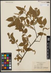 Foto von Salix shiraii Seemen